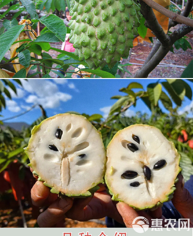 四季种植当迦果苗嫁接凤梨释迦南方牛奶释迦番荔枝庭院果树苗