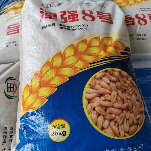 济南春小麦种子，又要的抓紧