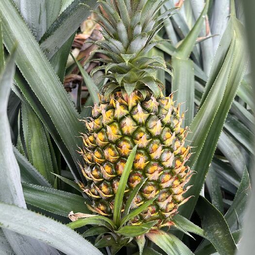 云南无眼凤梨香水菠萝香水凤梨新鲜采摘10斤起一件代发