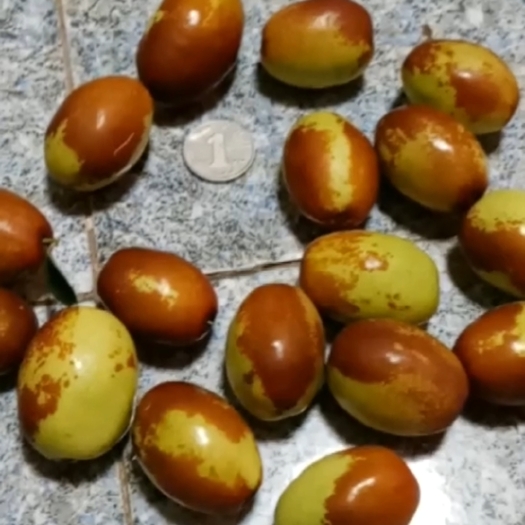 辽阳宫廷脆枣，枣树苗，大树。