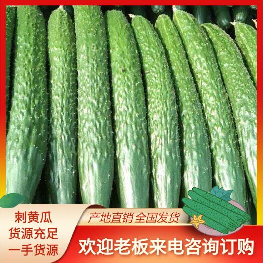 邯郸河北精品黄瓜一手货源  需要联系