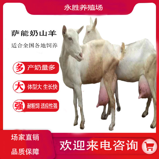 郓城县萨能奶山羊   小羊羔 种母羊 种公羊 产奶羊