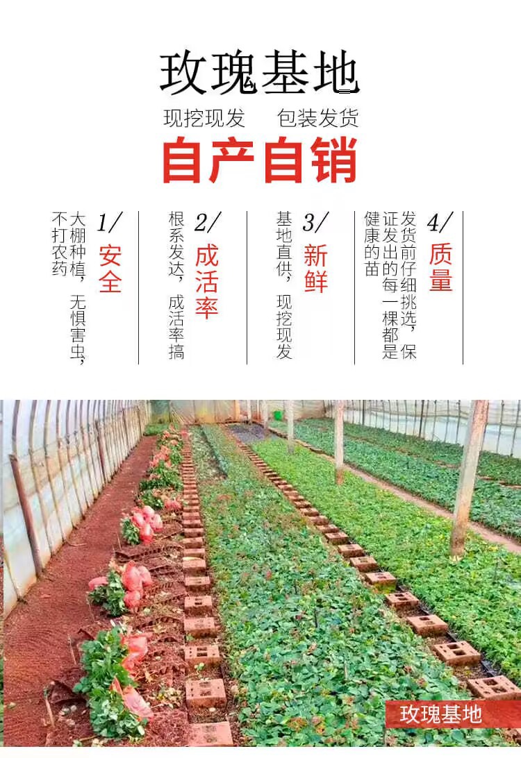 基地直供紫色系【紫霞仙子】玫瑰苗裸根苗庭院阳台盆栽绿植四季开