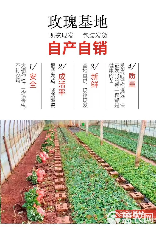 基地直供紫色系【紫霞仙子】玫瑰苗裸根苗庭院阳台盆栽绿植四季开