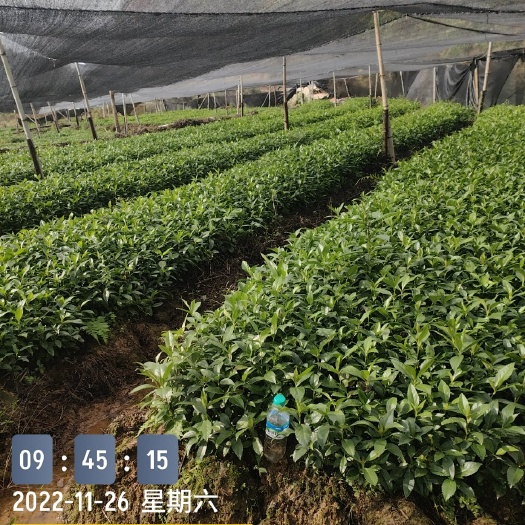 赣州草珊瑚苗