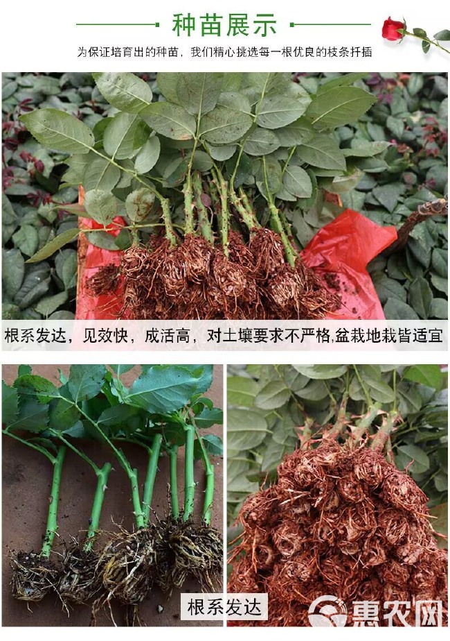 基地直供紫色系【紫霞仙子】玫瑰苗裸根苗庭院阳台盆栽绿植四季开