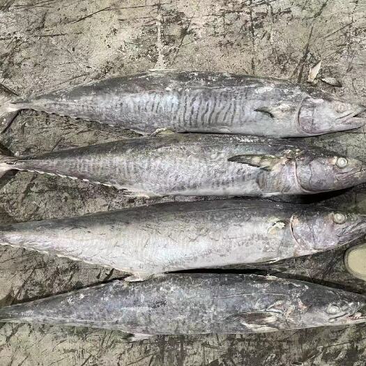 广州马鲛鱼