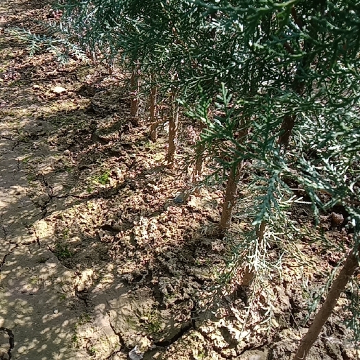 周至县侧柏80到1米的16.18杯子