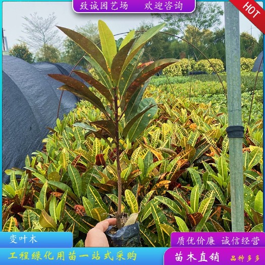 漳浦县变叶木 彩霞变叶木 庭院绿化种植苗 基地直销