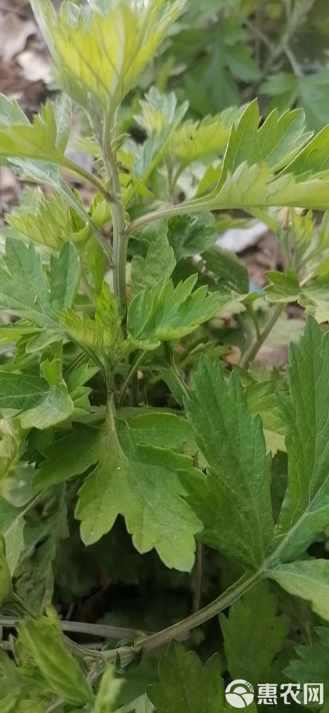 食用大叶蕲艾草根种植艾草种子苗驱蚊艾蒿新鲜四季带根艾草苗