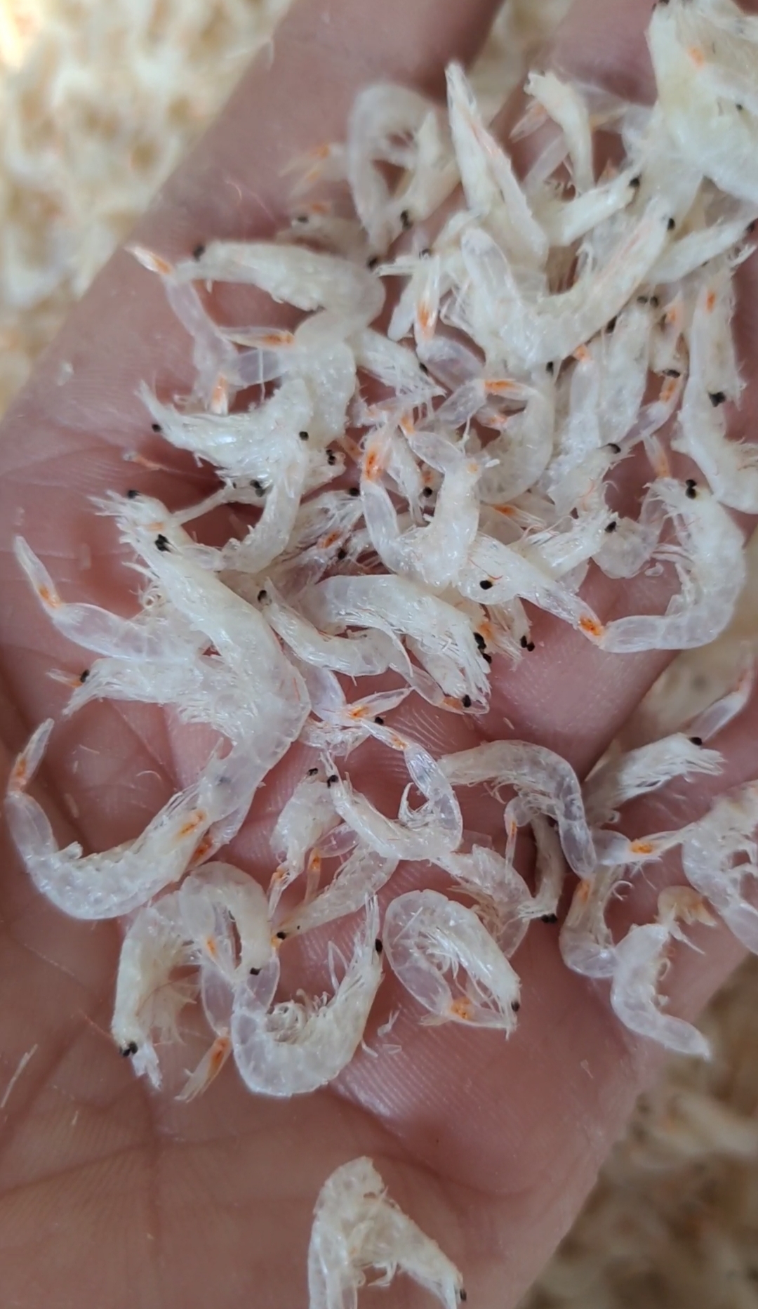 淡干虾皮！深海鲜虾皮脱盐高温烘干！味道鲜香！颜色漂亮
