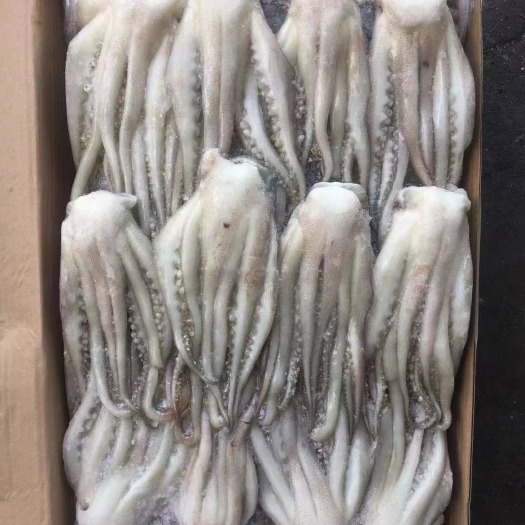 深圳鱿鱼须