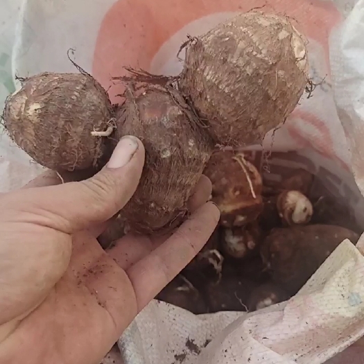 山东毛芋头种子品种有 ￼8520  豆包￼￼ 提供技术指
