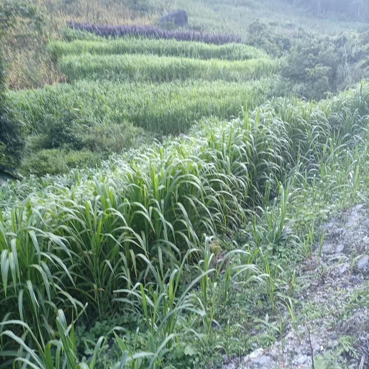 【精选】巨菌草皇竹草红象草甜象草牧草王等牛羊马食用多年生牧草