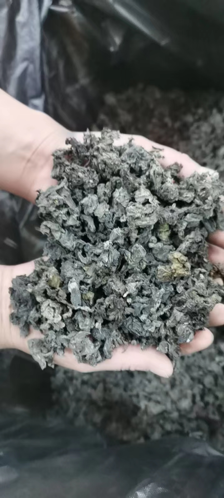 渭源县地皮菜 一级