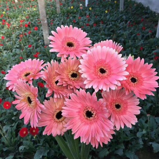 莒县扶郎，非洲菊