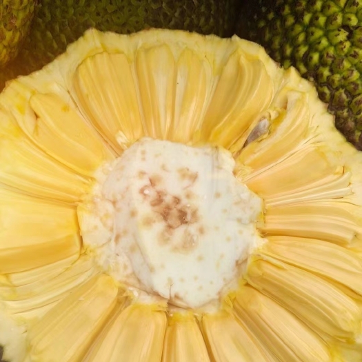 海南菠萝蜜批发/代理都接单