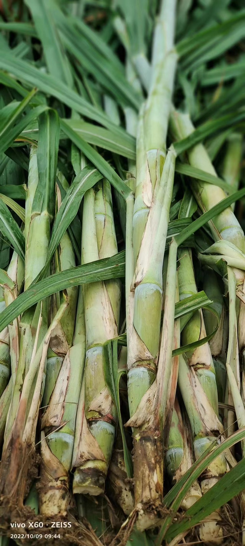 临漳县青皮甘蔗种子，新品种适合北方种植。