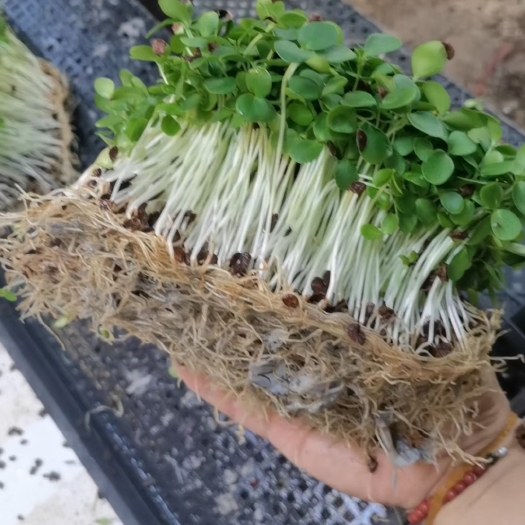 寿光市香椿苗批发供货
