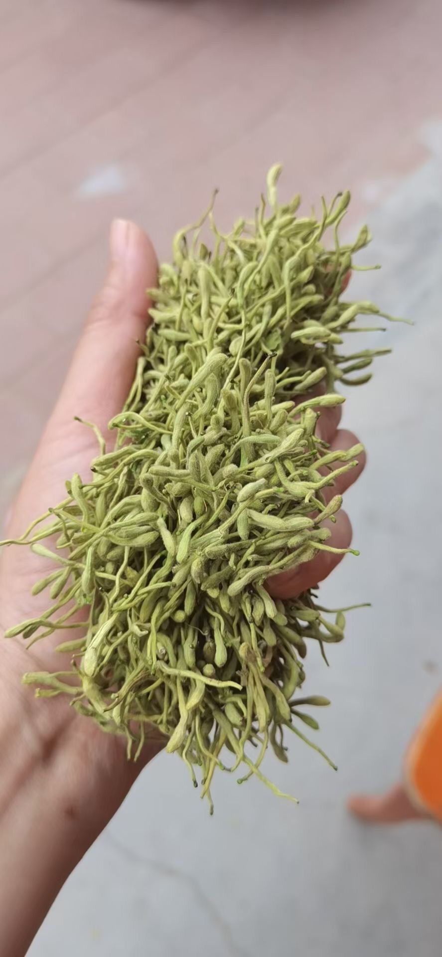 2024新货金银花 河北货茶饮花   绿花