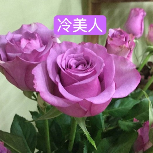 昆明基地直供紫色系【冷美人】玫瑰花苗鲜切花种苗裸根扦插苗四季开花