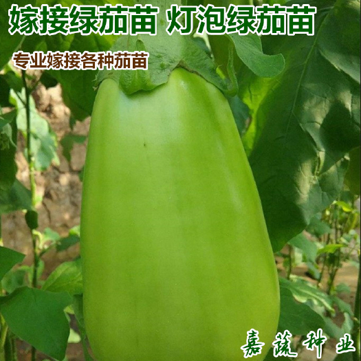 寿光市供应绿皮茄子苗 灯泡茄 绿长茄 绿把长茄 紫把长茄 先锋线茄