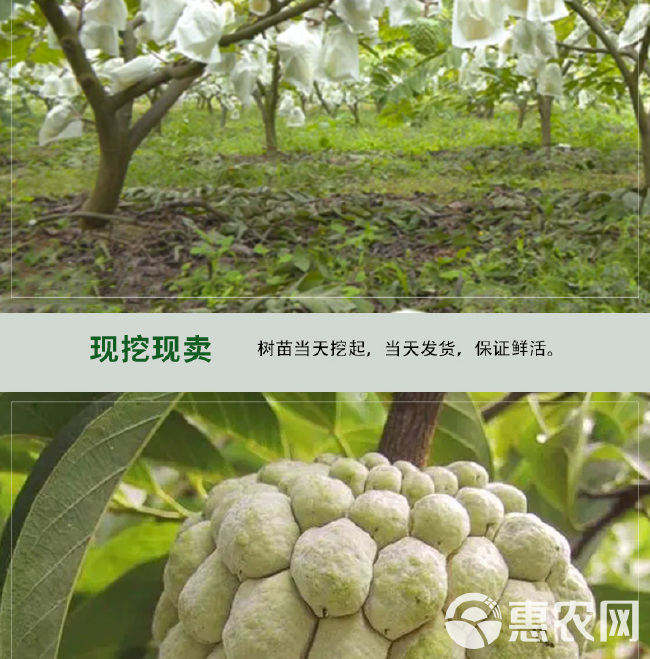 四季种植当迦果苗嫁接凤梨释迦南方牛奶释迦番荔枝庭院果树苗