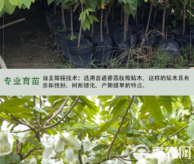 四季种植当迦果苗嫁接凤梨释迦南方牛奶释迦番荔枝庭院果树苗