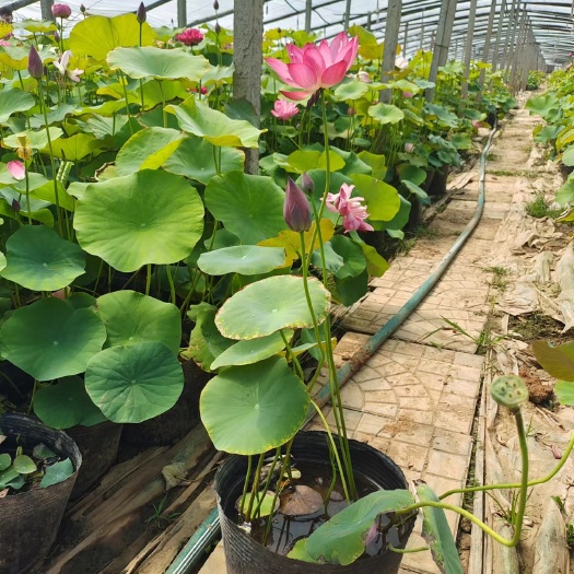 青州市品种荷花