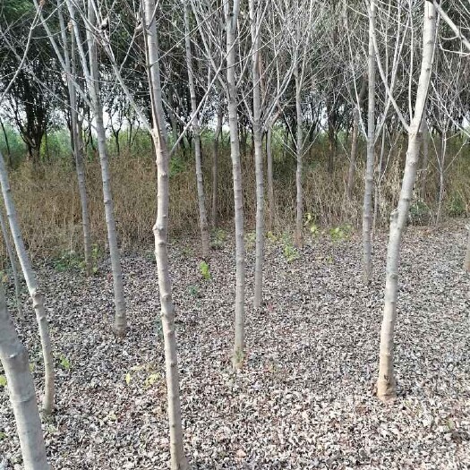 蓝田县美国红枫，2600棵，胸径6一8公分高6米以上。