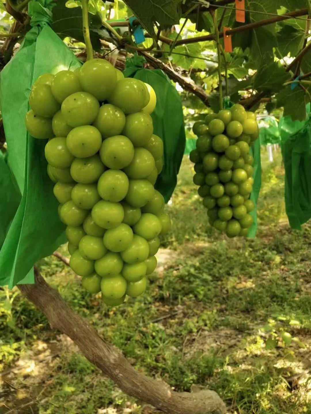 阳光玫瑰 葡萄苗苗 基地直发   包品种