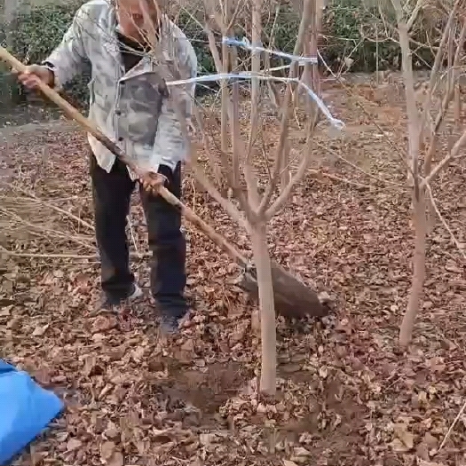 定州市黄栌