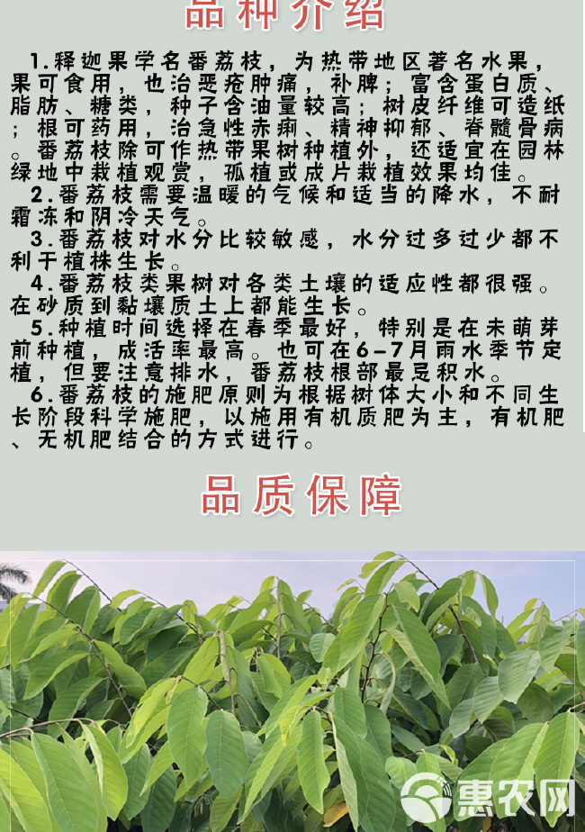 四季种植当迦果苗嫁接凤梨释迦南方牛奶释迦番荔枝庭院果树苗