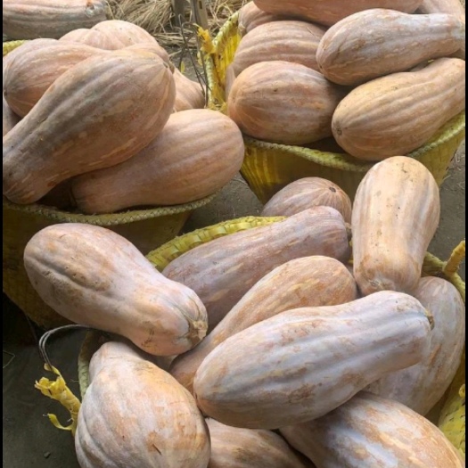 宜城市金韩密本南瓜 全粉南瓜 老南瓜食堂南瓜 工厂南瓜 食品厂南瓜