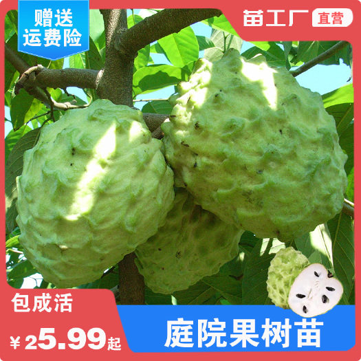 容县四季种植当迦果苗嫁接凤梨释迦南方牛奶释迦番荔枝庭院果树苗