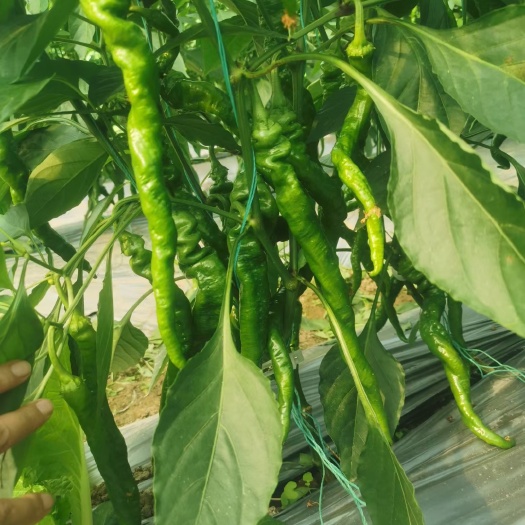 西昌市西昌螺丝椒树椒尖红椒大量现货