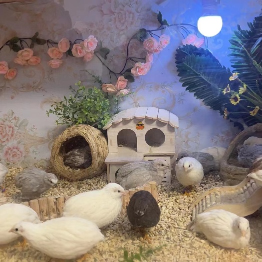 成都德系芦丁鸡变异色种蛋 宠物鸡受精蛋