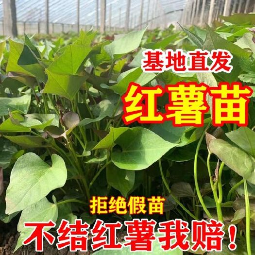 平邑县洪利薯业供应各种紫薯苗