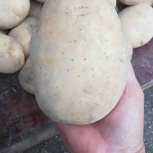 河池马铃薯土豆黄心粉粉的的土豆，3两以上