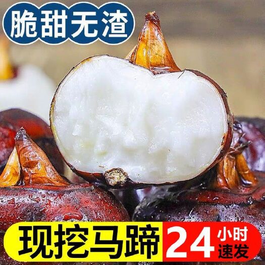 武宣县【超低价快抢】农家新鲜马蹄荸荠出口级蔬菜现挖马蹄整箱批发