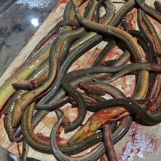 孝感黄金鲫