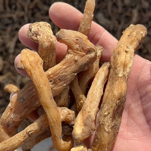 涞源县黄精