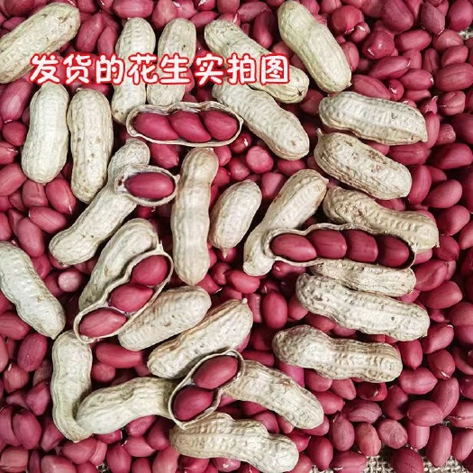 8286新货花生带壳新货四粒红花生果散装晒干花生