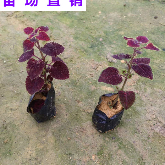 漳浦县福建漳州供应优质彩叶草苗木 支持快递物流发货 可开发票