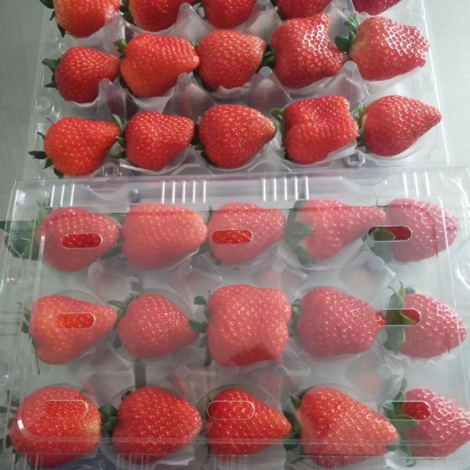 生鲜草莓