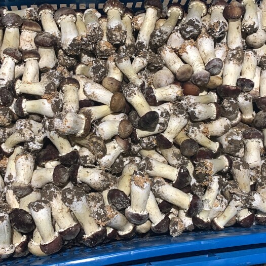 杭州新鲜赤松茸