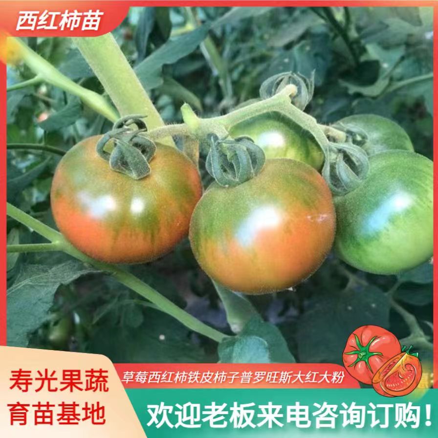 寿光市西红柿苗：草莓西红柿，铁皮柿子，普罗旺斯，大红大粉