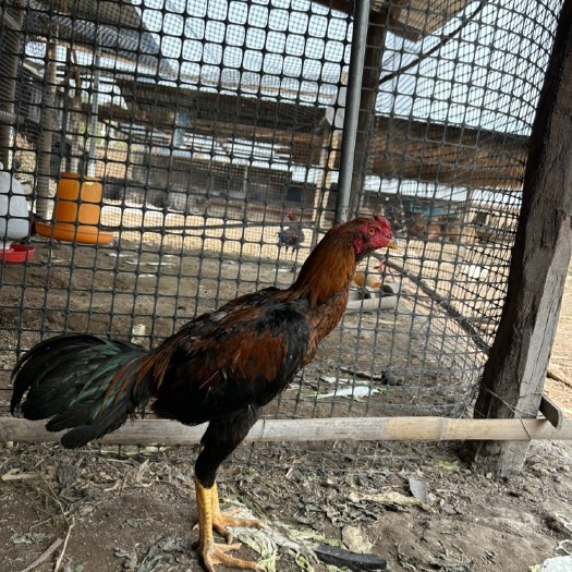 孟连县泰国斗鸡
