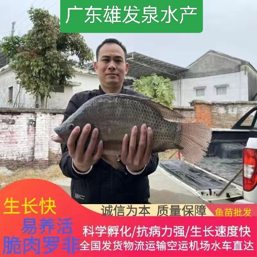 佛山罗非鱼苗 /吉富罗非鱼/大鳞三号/特大种罗非/脆肉罗（包邮）