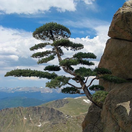 佛山罗汉松造型迎客迎基地
